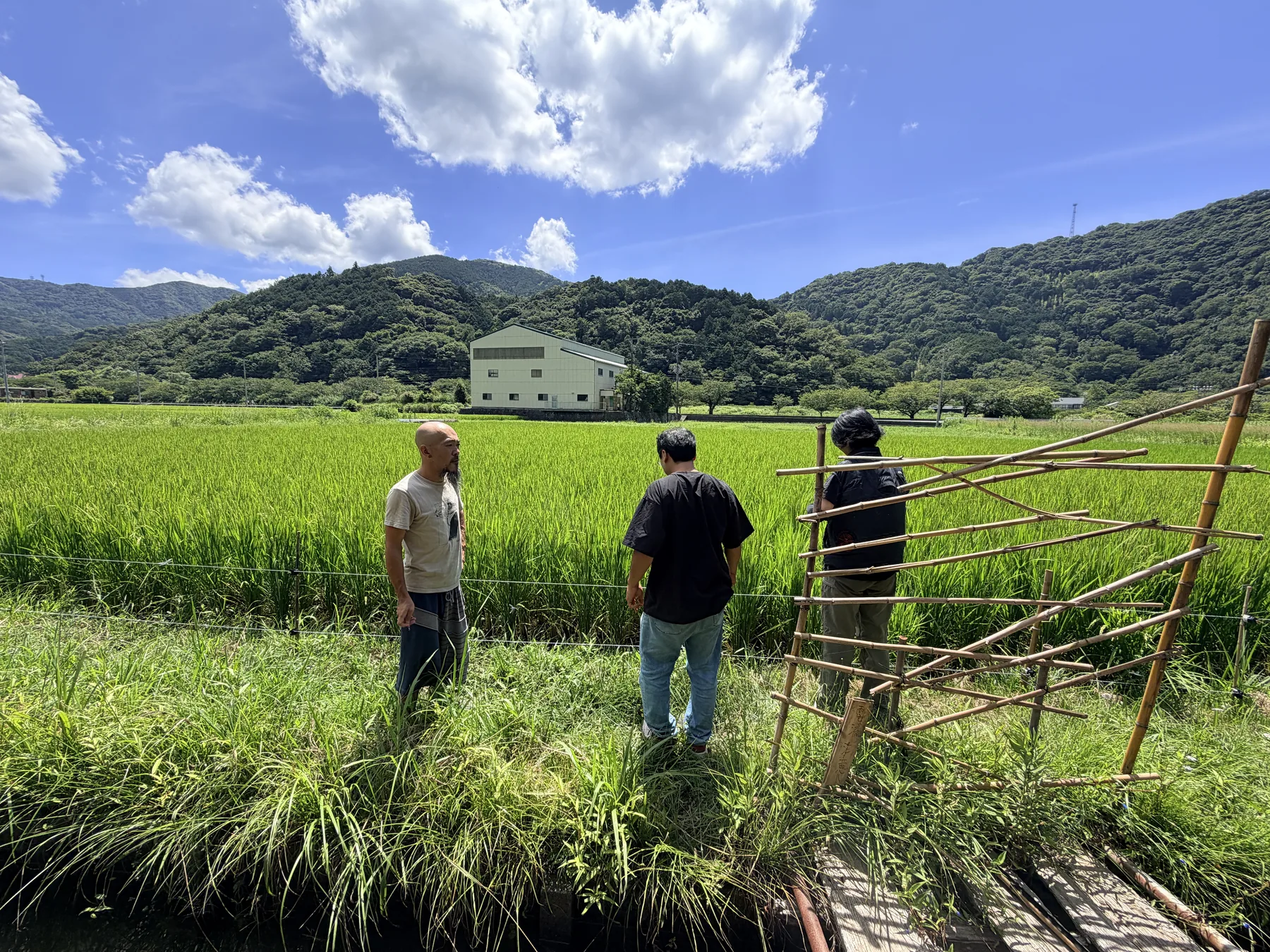 松崎の田んぼを歩く人たち